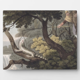 Placa Expositora Catcher del lagarto mexicano, grabado por Matthew 