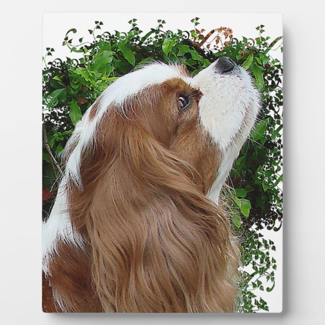 Placa Expositora Cavalier King Charles Spaniel (Frente)