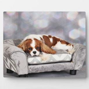 Placa Expositora Cavalier King Charles Spaniel - Remington