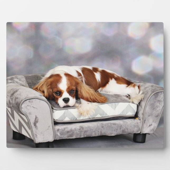 Placa Expositora Cavalier King Charles Spaniel - Remington (Frente)
