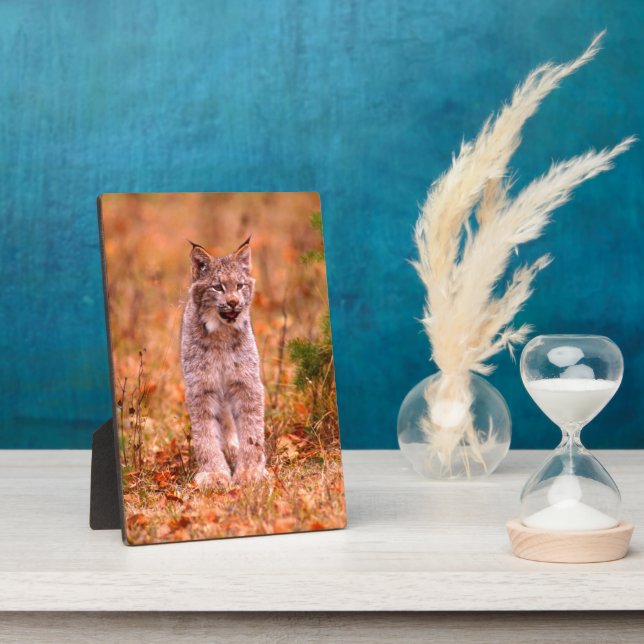 Placa Expositora Caza Bobcat | Bosque otoñal (Lado)