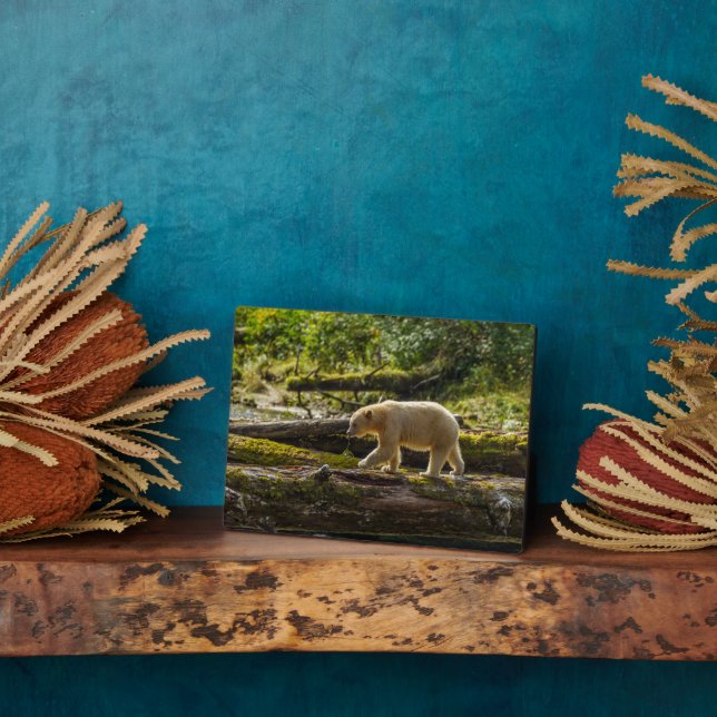 Placa Expositora Caza de osos de espíritu blanco (Lado)