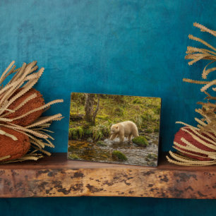Placa Expositora Caza de osos de espíritus blancos para peces en ar