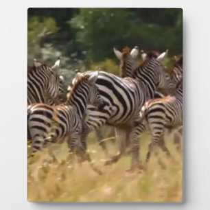 Placa Expositora Cebras en movimiento: Un viaje de mil millas