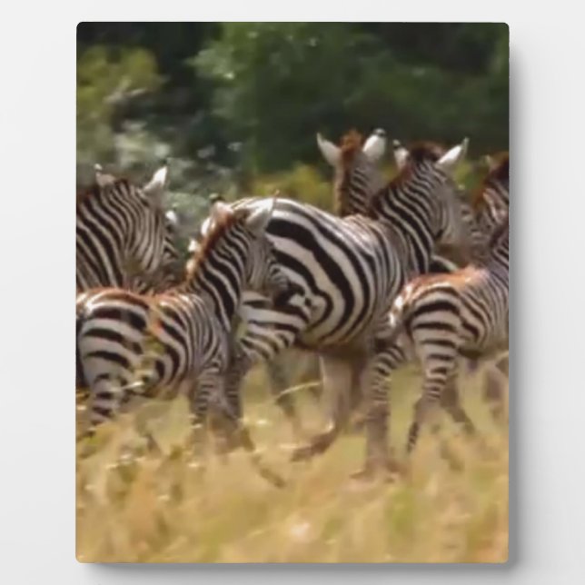 Placa Expositora Cebras en movimiento: Un viaje de mil millas (Frente)