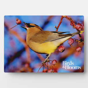 Placa Expositora Cedar Waxwing