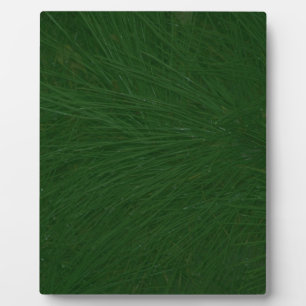 Placa Expositora Cercano árbol de pino navideño