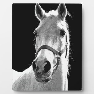 Placa Expositora Cerco del caballo blanco negro en la noche