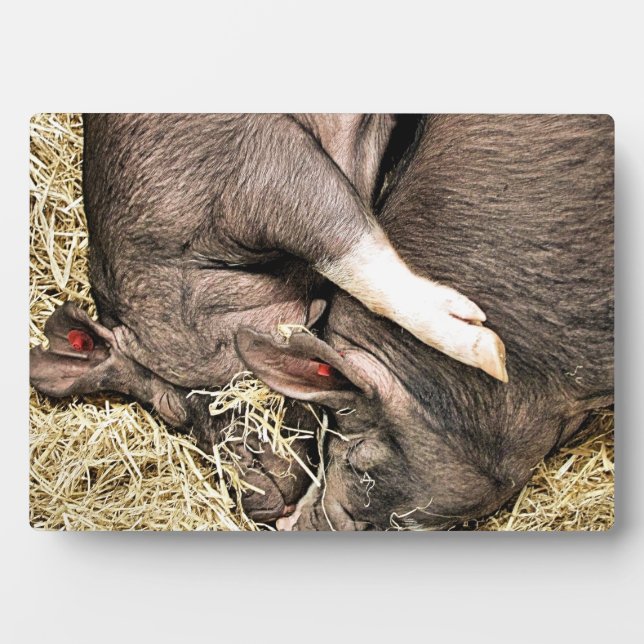 PLACA EXPOSITORA CERDOS DE DORMIR (Frente)