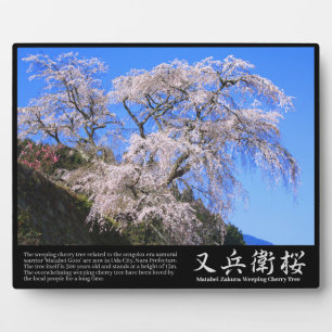 Placa Expositora Cerezo llorón Matabei-Zakura [Placa fotográfica]