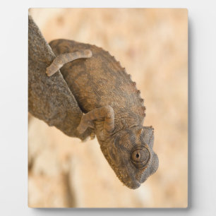 Placa Expositora Chameleon en Namibia