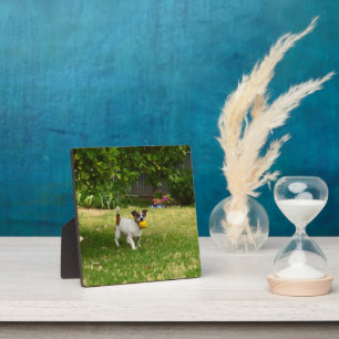 Placa Expositora Charlie The Fox Terrier Ball Play, Foto Plaque