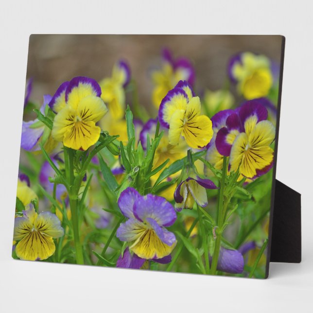 Placa Expositora Cheery Viola Plaque (Lado)