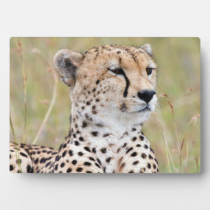 Placa Expositora Cheetah