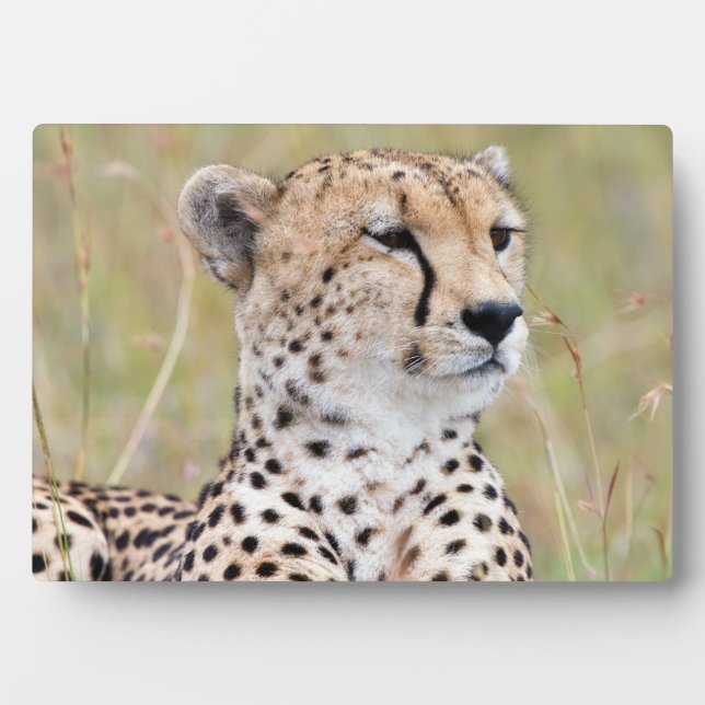 Placa Expositora Cheetah (Frente)