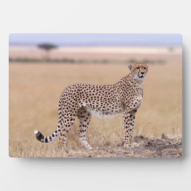 Placa Expositora Cheetah (Frente)