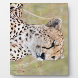 Placa Expositora Cheetah