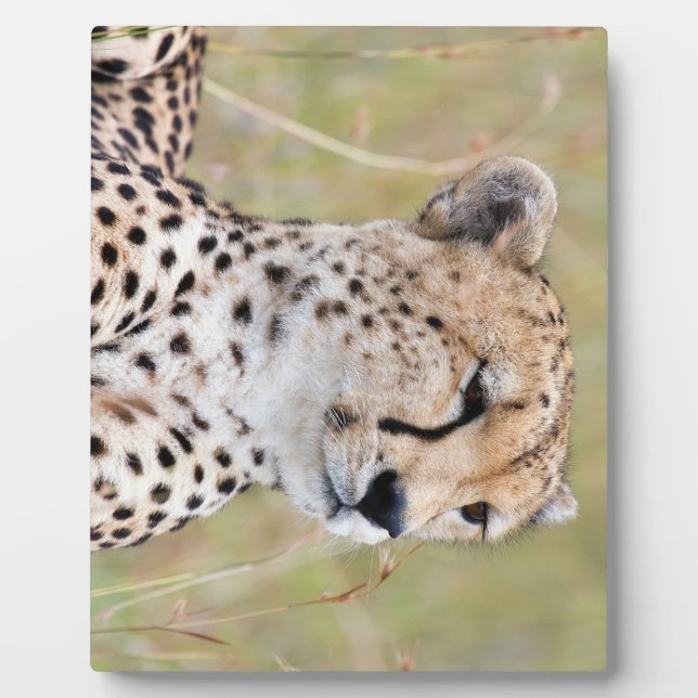 Placa Expositora Cheetah (Frente)