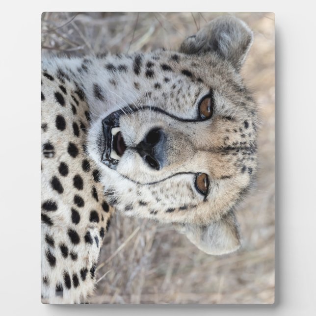Placa Expositora Cheetah Portrait (Frente)