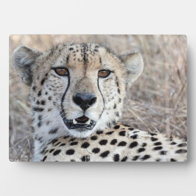 Placa Expositora Cheetah Portrait (Frente)