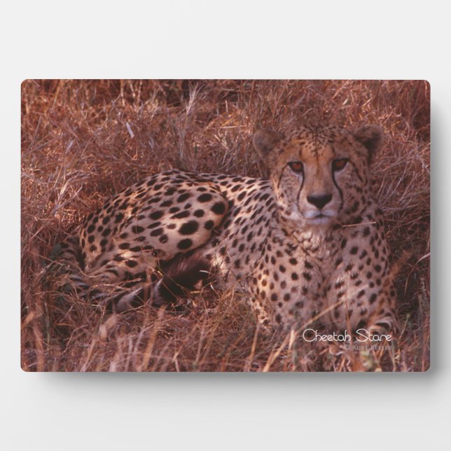 Placa Expositora Cheetah Stare (Frente)