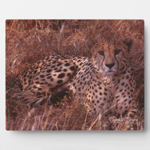 Placa Expositora Cheetah Stare