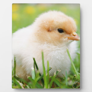 Placa Expositora Chick