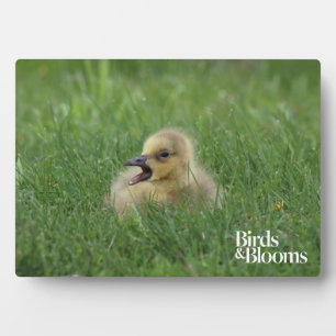 Placa Expositora Chick de ganso canadiense