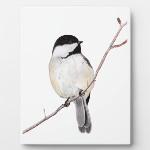 Placa Expositora Chickadee