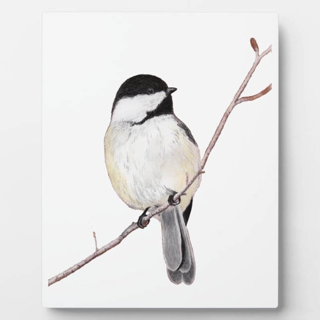 Placa Expositora Chickadee (Frente)