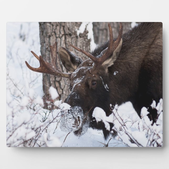 Placa Expositora Chilly Moose (Frente)