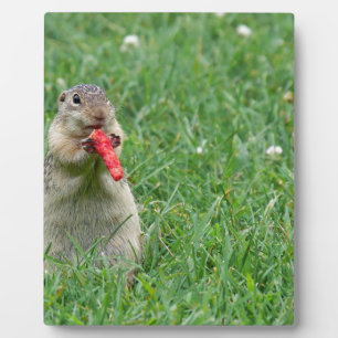 Placa Expositora Chipmunk.JPG
