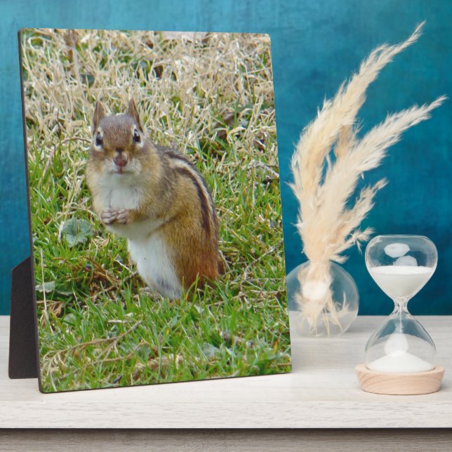 Placa Expositora Chipmunk oriental (Lado)