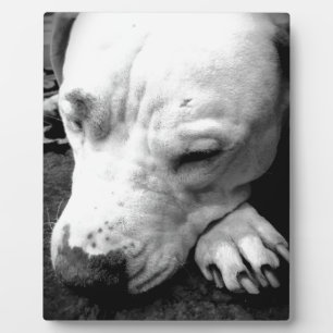 Placa Expositora cicatriz de harry potter perro pit bull blanco
