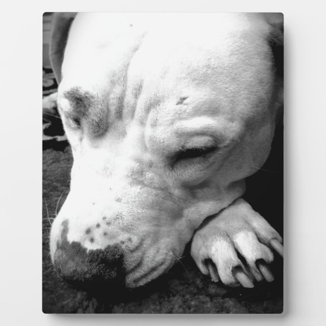 Placa Expositora cicatriz de harry potter perro pit bull blanco (Frente)