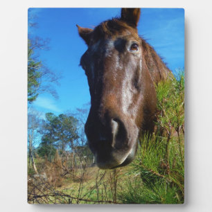 Placa Expositora Cielo azul de caballo marrón y crema