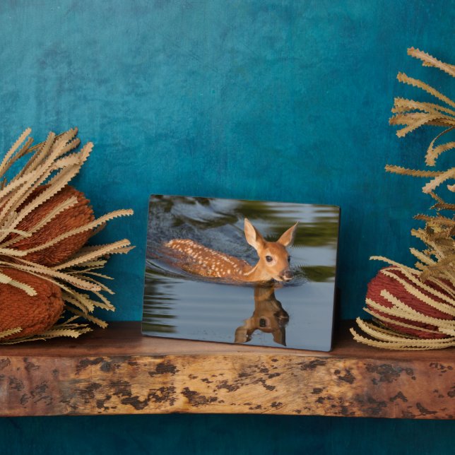 Placa Expositora Ciervo cervatillo | Minnesota (Lado)