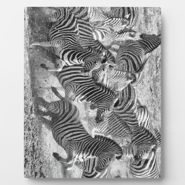 Placa Expositora Circulación de cebras (Frente)