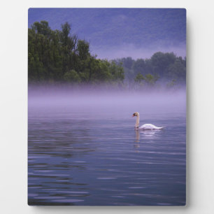 Placa Expositora Cisne en el lago