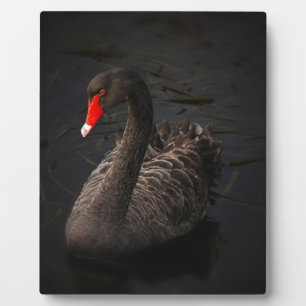 Placa Expositora Cisne negro