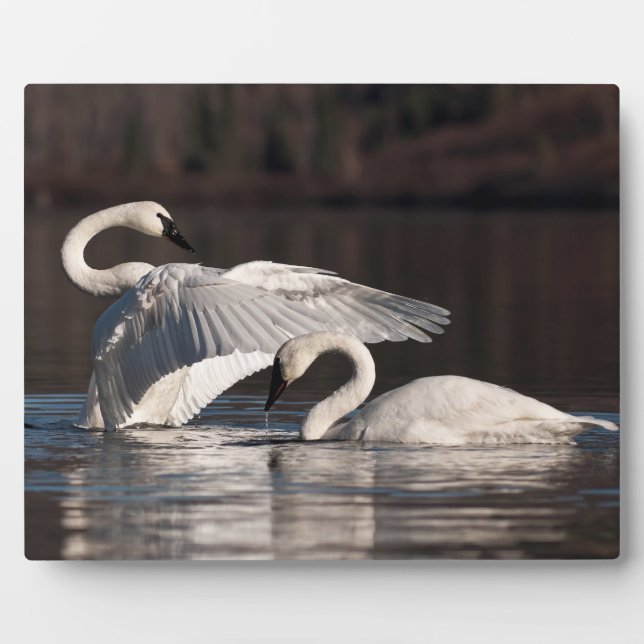 Placa Expositora Cisnes amorosos (Frente)