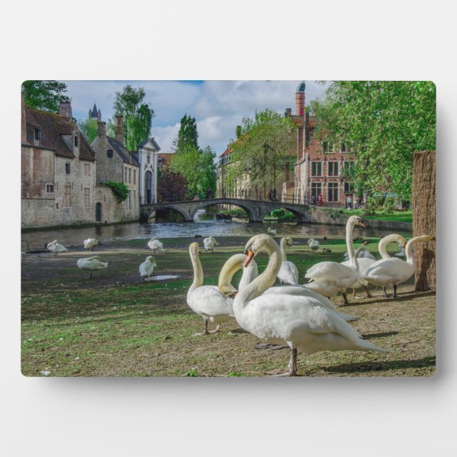 Placa Expositora Cisnes blancos en el centro de Brujas (Frente)