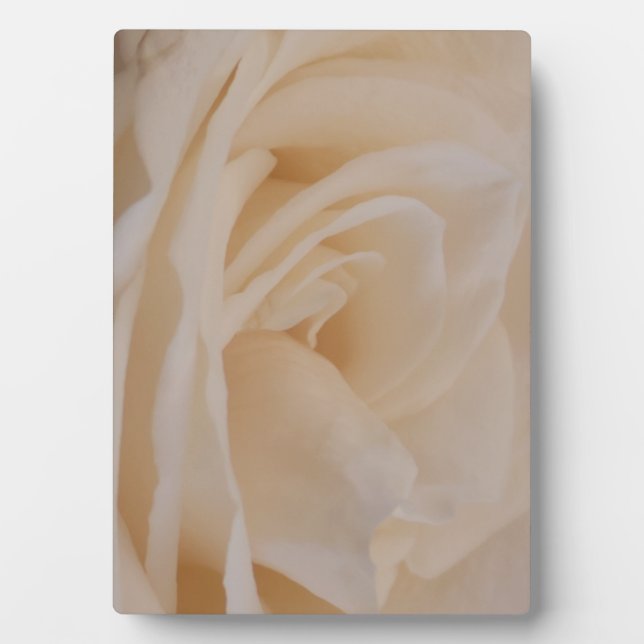 Placa Expositora Clausura de Rosa de color crema (Frente)