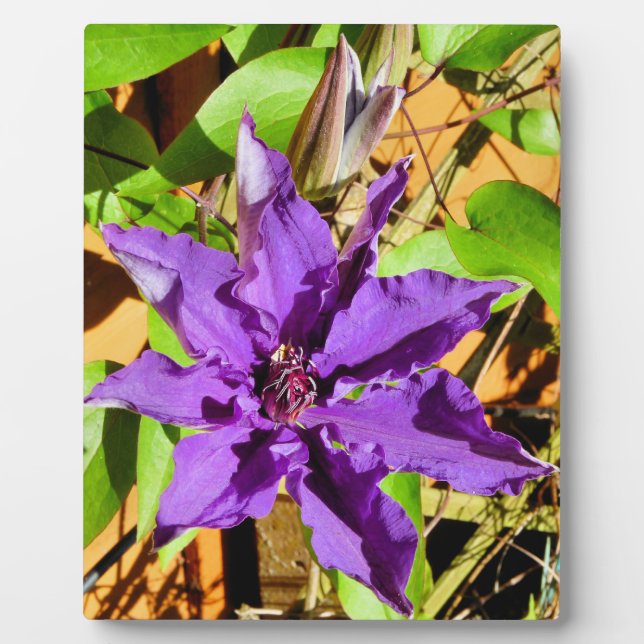 PLACA EXPOSITORA CLEMATIS (Frente)