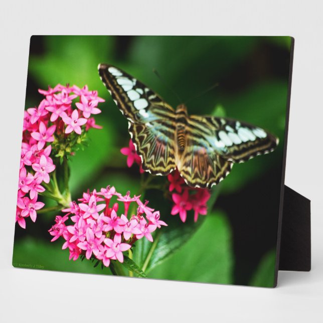 Placa Expositora Clipper en Pentas 1 Plaque (Lado)