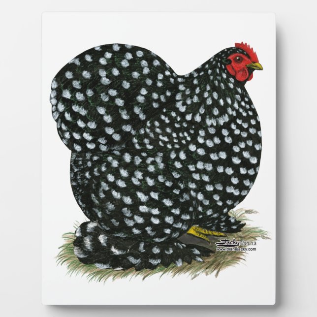 Placa Expositora Cochin Mottled Hen (Frente)