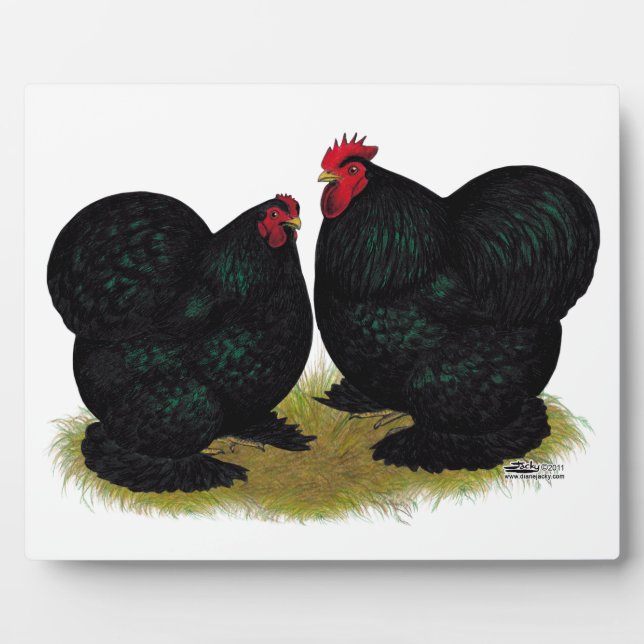 Placa Expositora Cochins Black Bantam Pair (Frente)