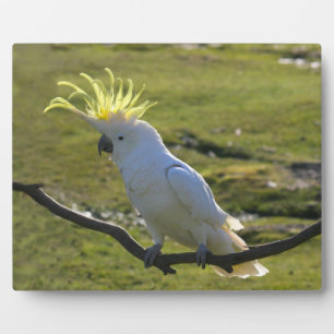 Placa Expositora Cockatoo Plaque de azufre amarillo australiano