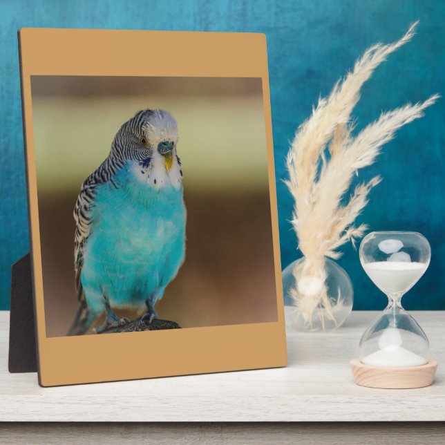 Placa Expositora cocodrilo azul budgerigar (Lado)