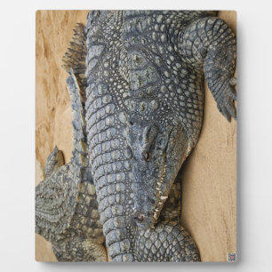 Placa Expositora Cocodrilos